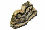 Mammoth Molar Slice With Case - South Carolina #106533-2